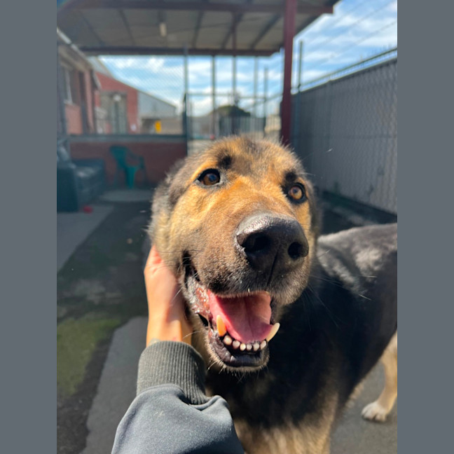 Photo of Buddy