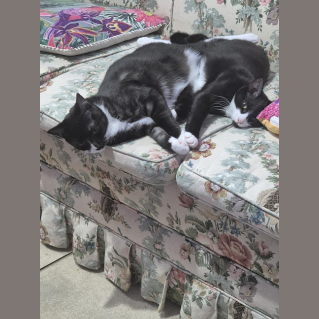 Photo of Nora & Oskar *9 Lives Project Rescue*