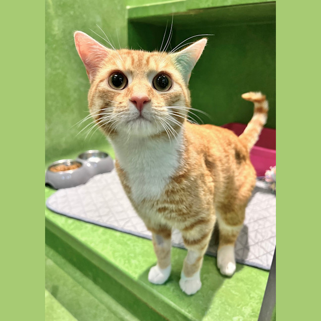 Photo of Mango