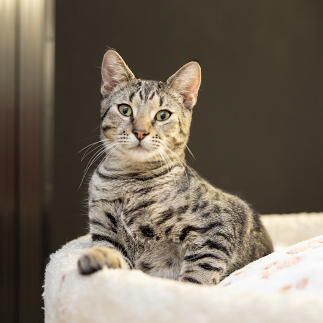 Photo of Tiggs