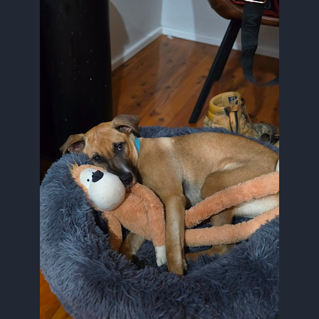 Photo of Teddy   8 Month Old Mixed Breed