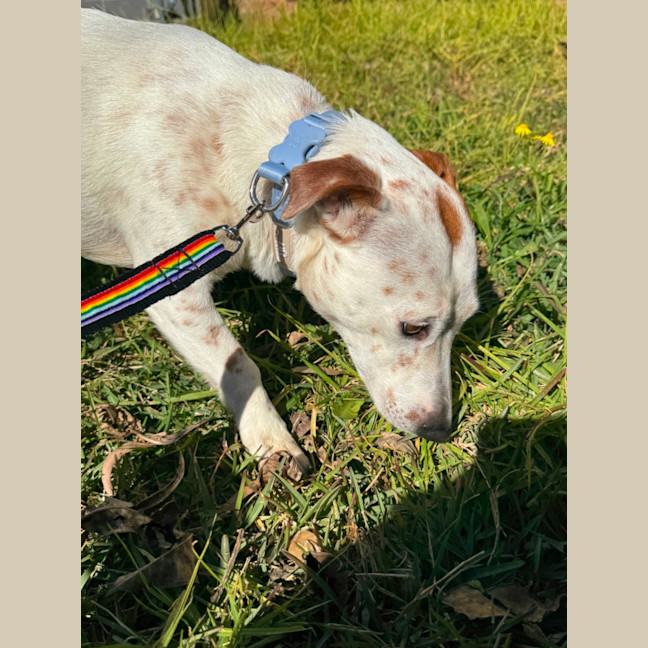 Photo of Coco