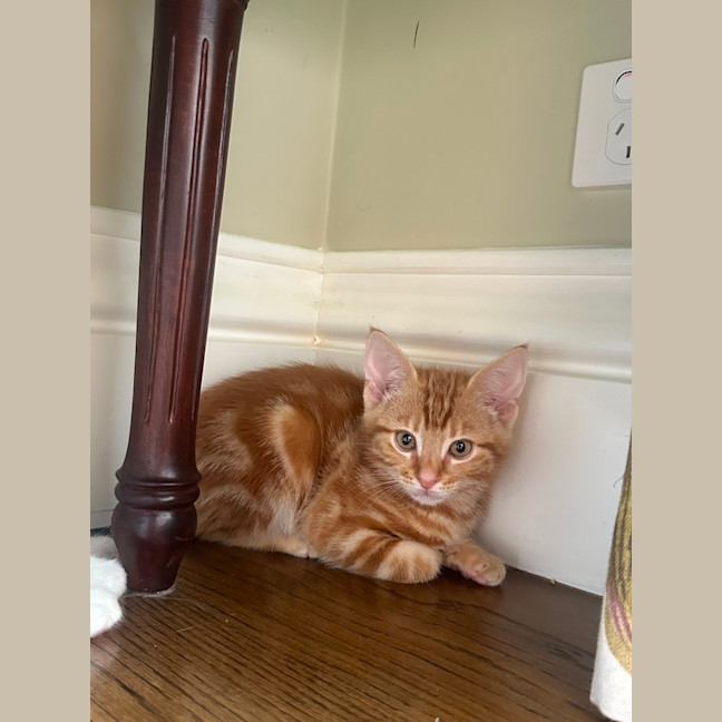 Photo of Bingo
