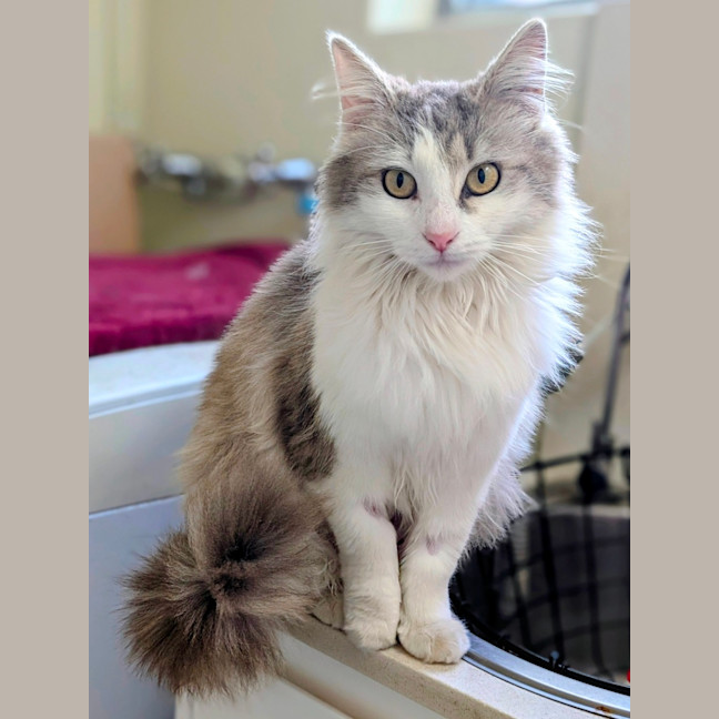 Photo of Roxy 