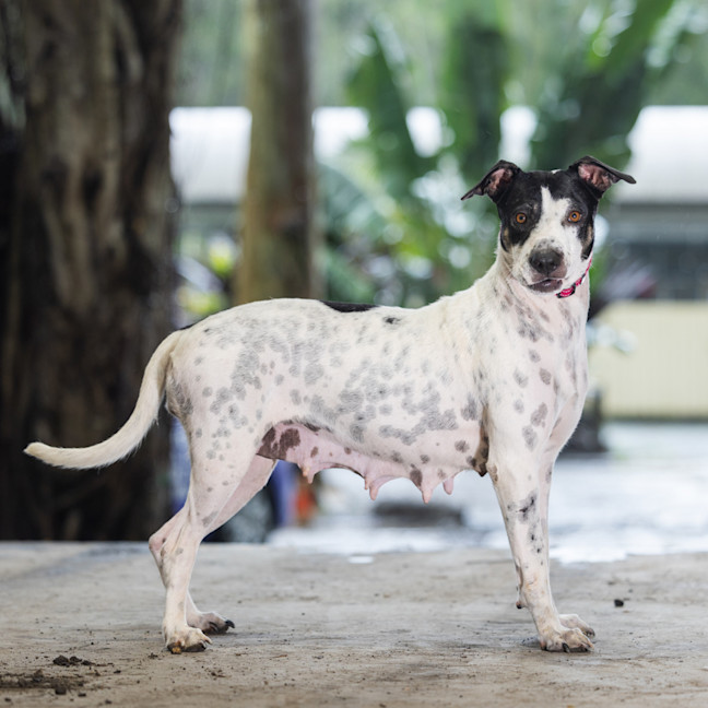 Photo of Patches