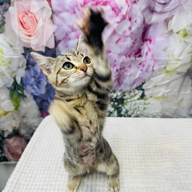 Photo of Priscilla   Located In Ashburton