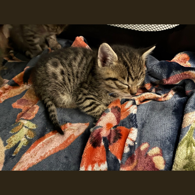 Photo of Ziggy