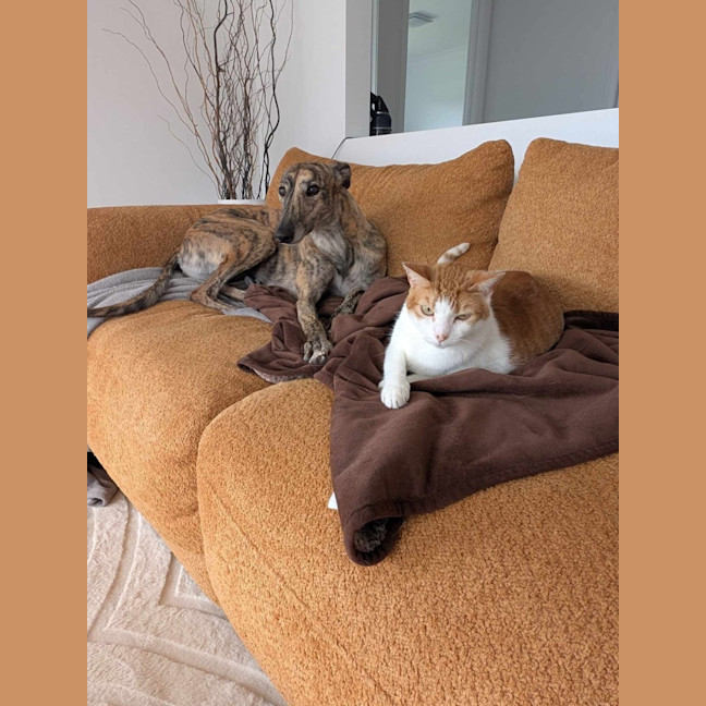 Photo of Roz, The Cat Friendly Greyhound