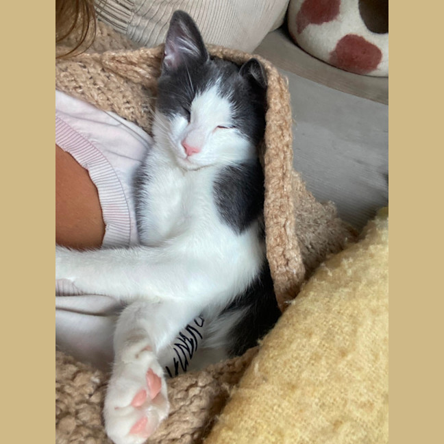 Photo of Alfred A.K.A Alfredino