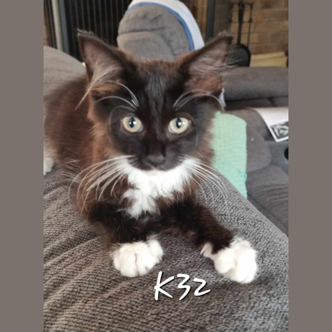 Photo of Sugarplum K32