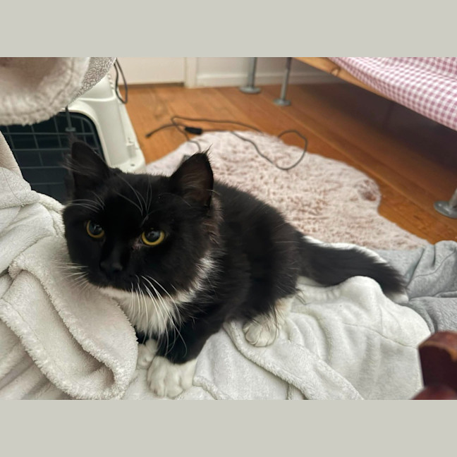 Photo of Tonka