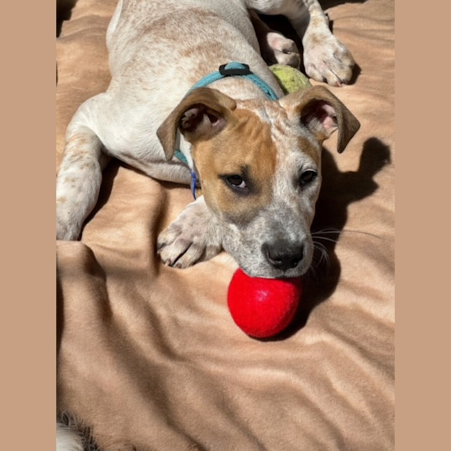Photo of Rob   11 Week Old Cattle Dog X Staffy(trial 6/10)