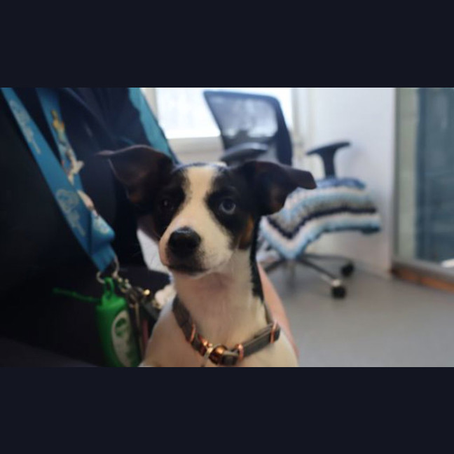 Photo of Lucy