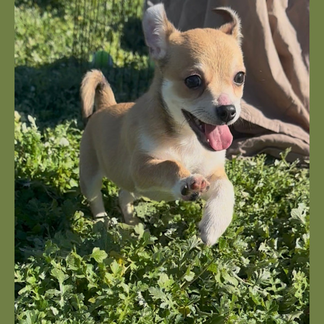 Photo of Raff