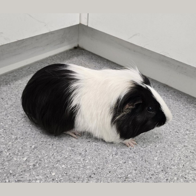 Photo of Snickers
