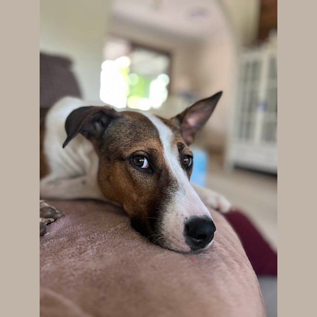 Photo of Ripley   1 Year Old Cattle Dog X