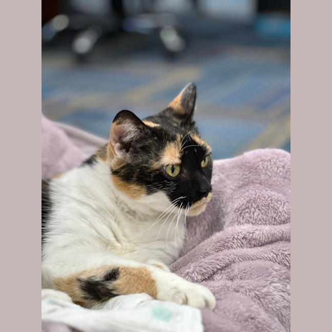 Photo of Prada