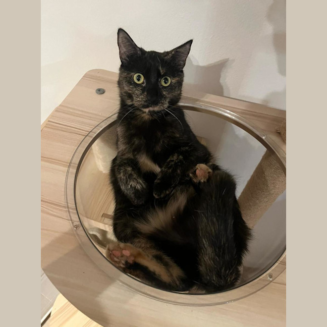 Photo of Meeko