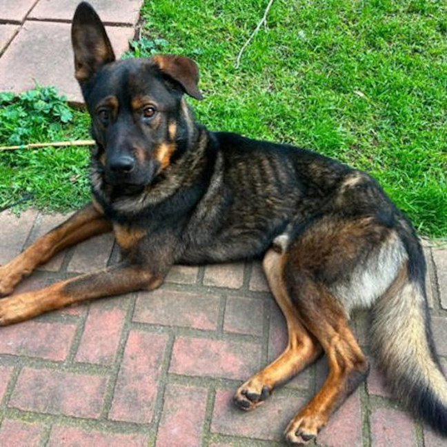 Photo of Ace
