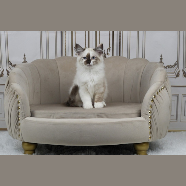 Photo of Chanel