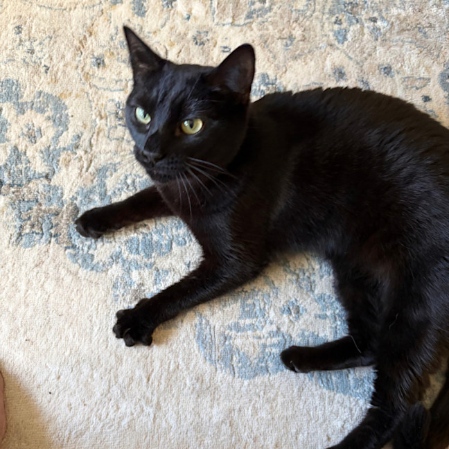 Photo of Midnight