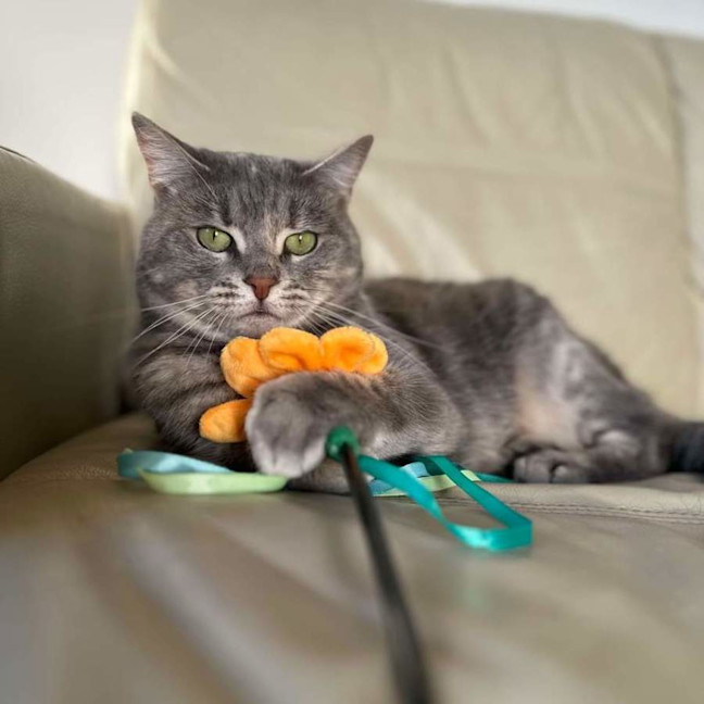 Photo of Pebble