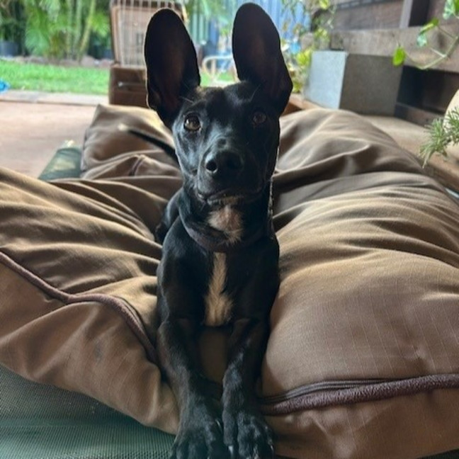 Photo of Binx