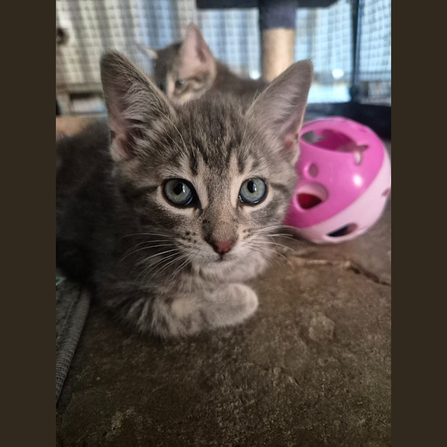 Photo of Humpty Dumpty