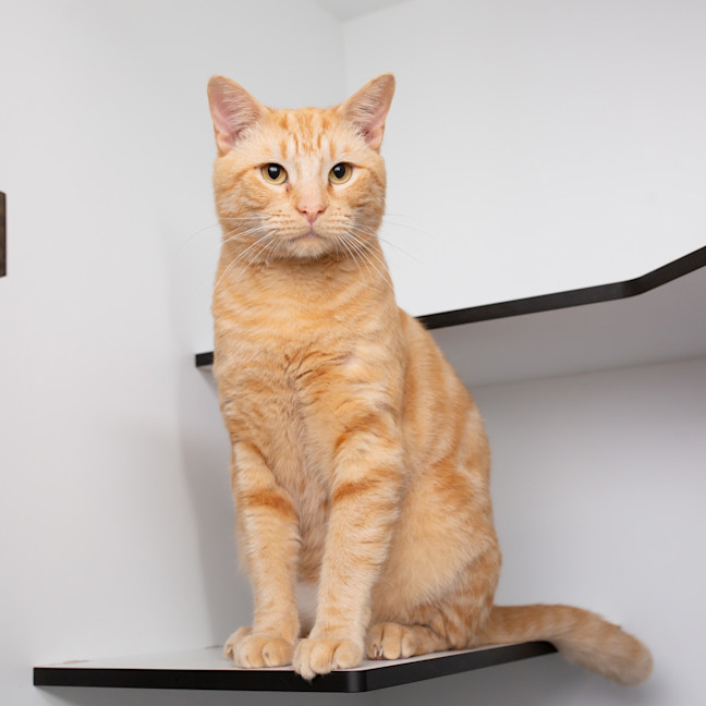 Photo of Grilled Cheese