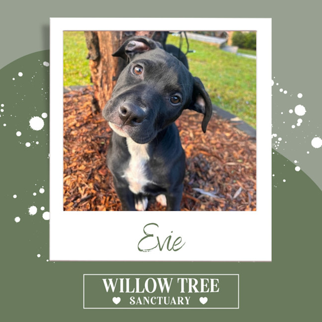 Photo of Evie