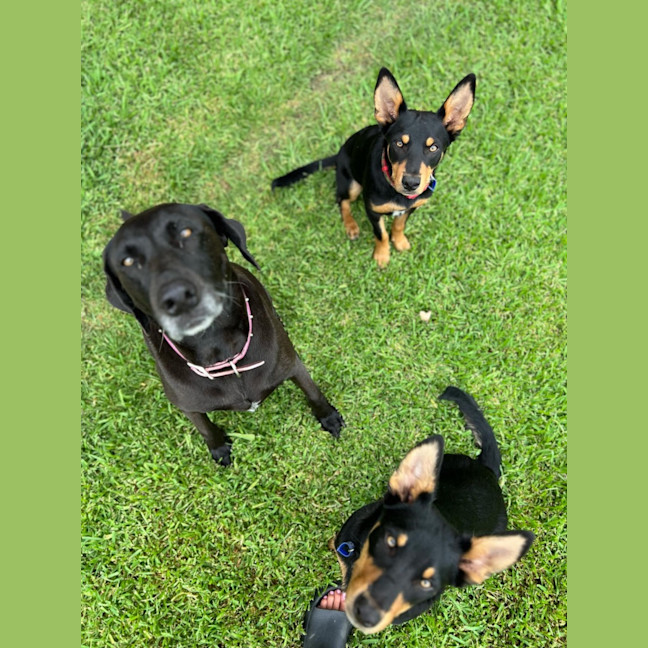 Photo of Chip   6 Month Old Kelpie X (Trial)