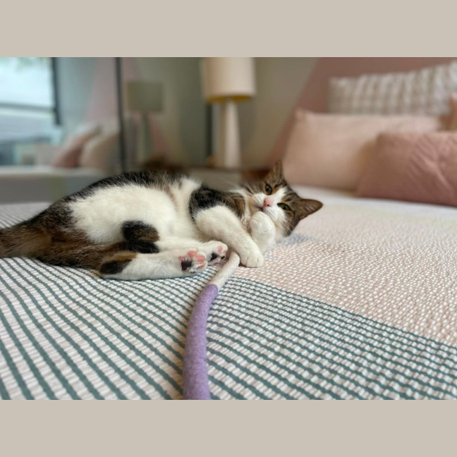 Photo of Mimi   In Foster Care In Macleod