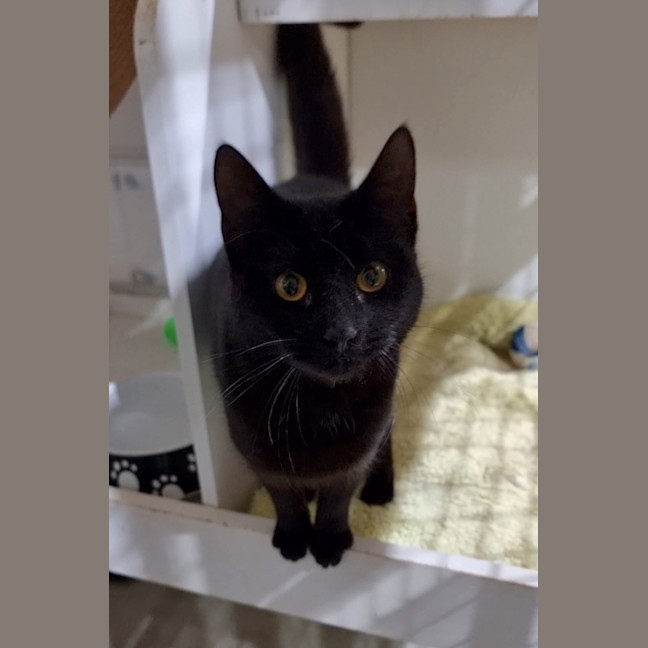 Photo of Slinky