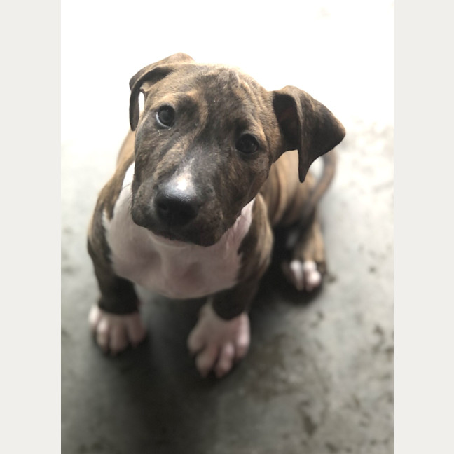 Photo of Snoopy 