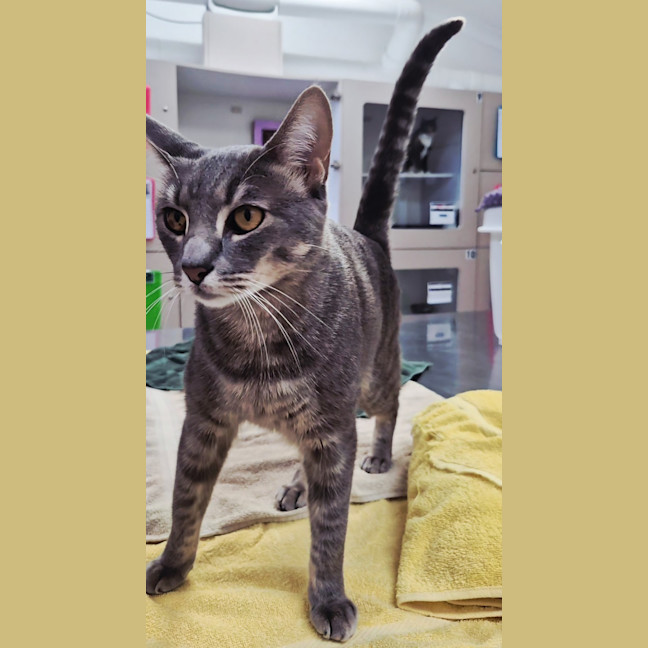 Photo of Smokey (7657)