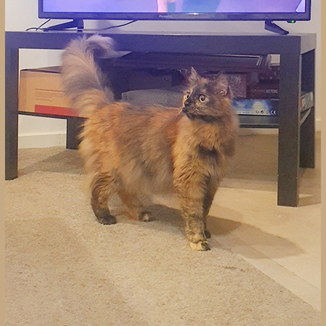 Photo of 🔮Pandora🔮