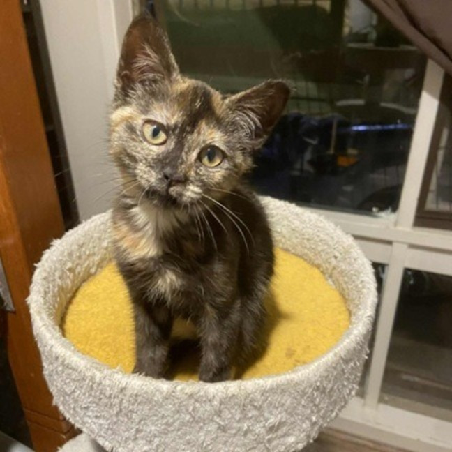 Photo of Violet