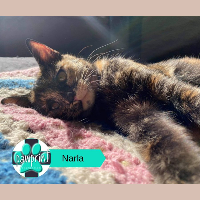 Photo of Narla