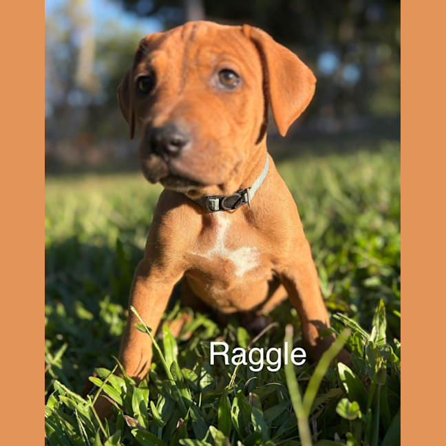 Photo of Raggle