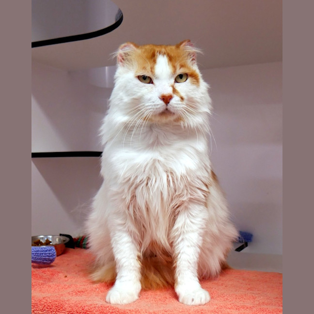 Photo of Ginger Sua014051