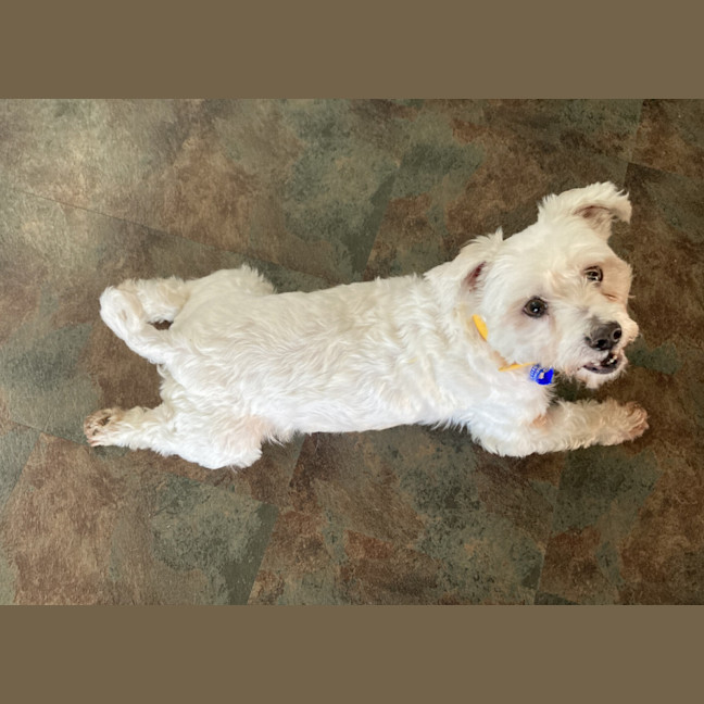 Photo of Pirate 🏴Shih Tzu, 9yo (Adopted 5/8/24)