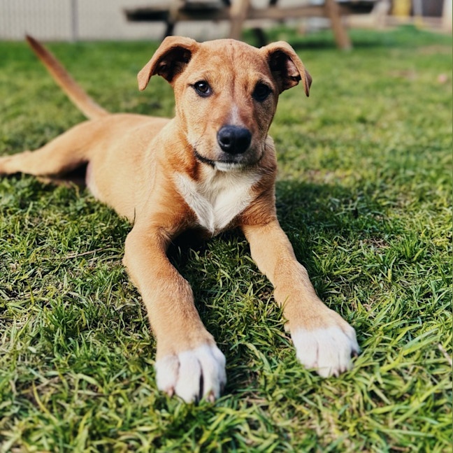Photo of Comet