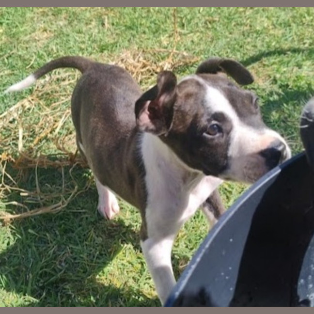 Photo of Lexie 🎯Adorable Staffy Puppy