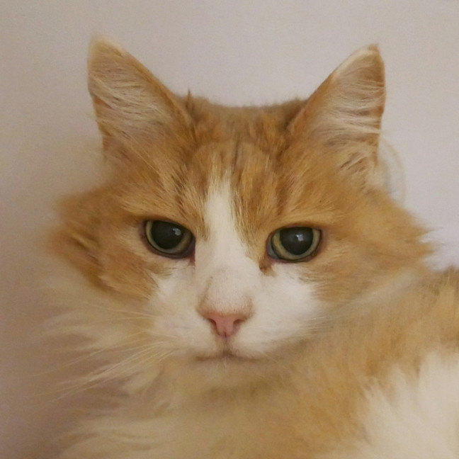 Photo of Bella Sua014188