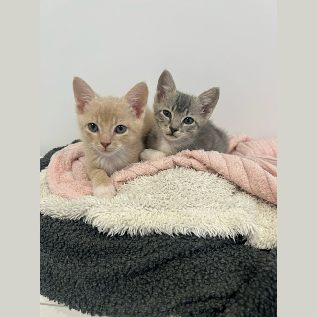 Photo of Duke 🤎 & Dixie 🧡