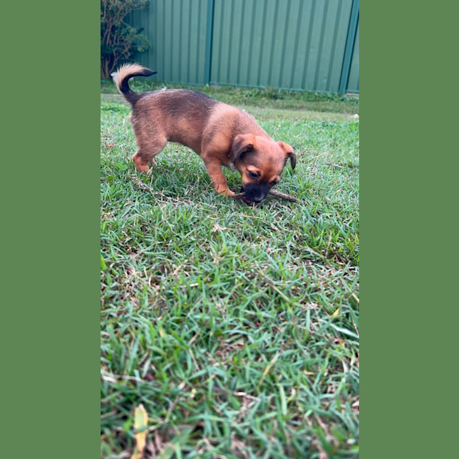 Photo of Meenie