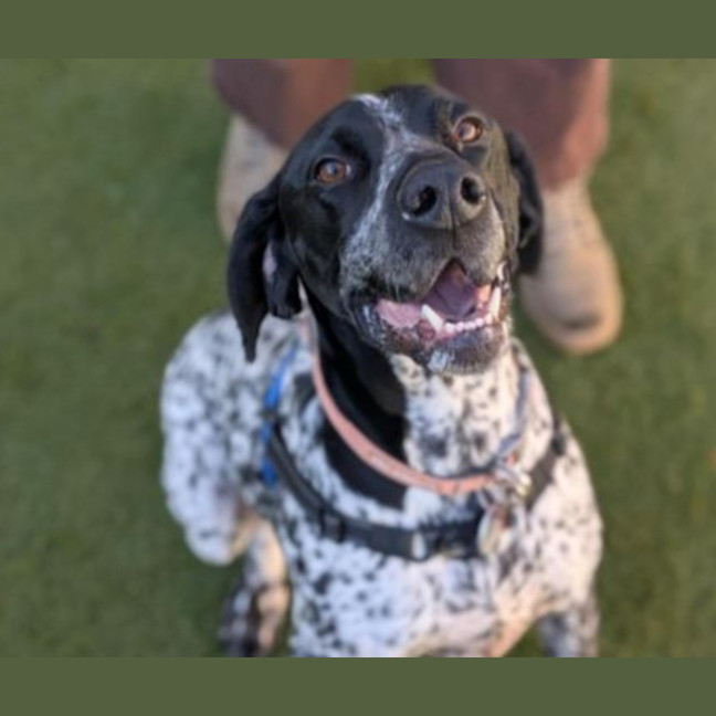 Photo of Buddy