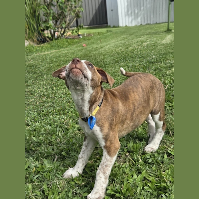 Photo of Pebbles