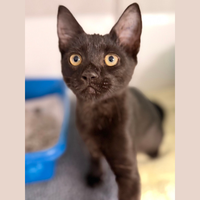 Photo of Bagheera