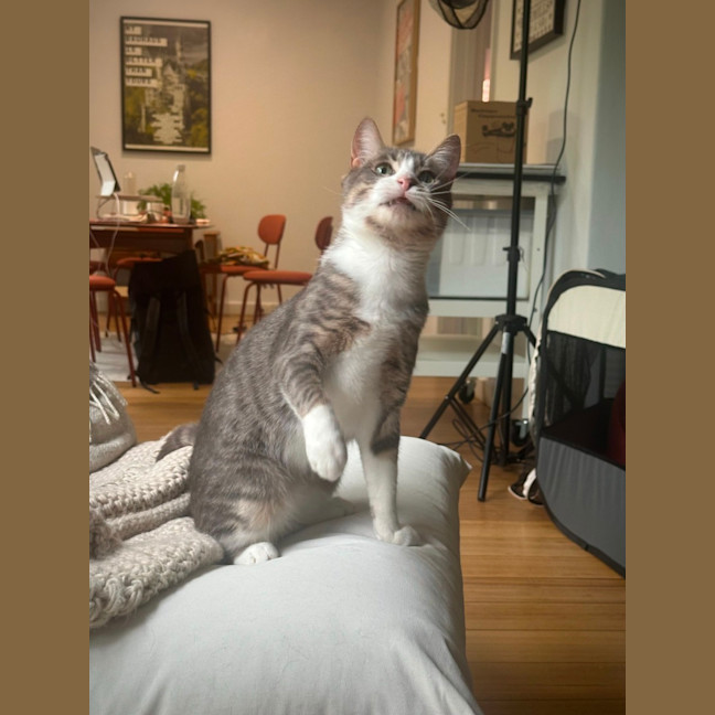 Photo of Mischa